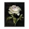 Stupell Industries Peony on Black Floater Framed Canvas Wall Art Design by Danhui Nai